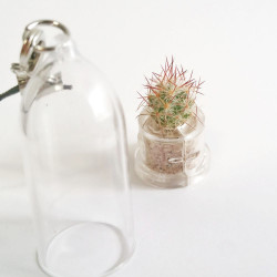 babyplante mini plante cactus Aurora Cactus, Mammillaria prolifera