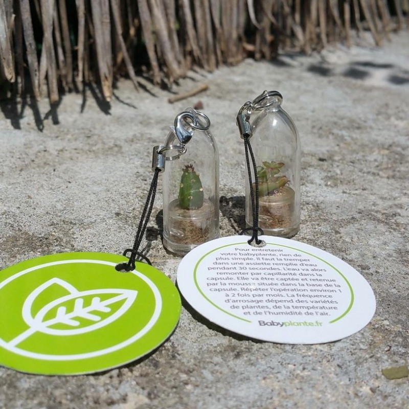 Notice mode d'emploi entretien babyplantes