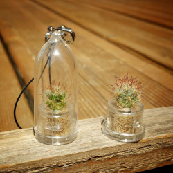 babyplante mini plante cactus Aurora Cactus, Mammillaria prolifera