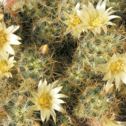 Mini plante cactus Mammillaria prolifera