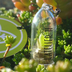 Babyplante avec tampographie 1 couleur