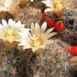 Mini plante cactus Mammillaria prolifera en fleur
