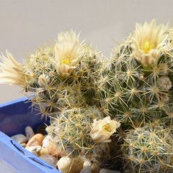 Mini plante cactus Mammillaria prolifera en fleur