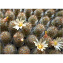 Floraison de mini cactus Mammillaria Prolifera