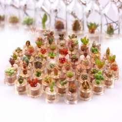 Lot de mini cactus et de mini plantes grasses que nous avons en stock