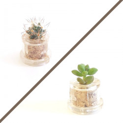Sélection de mini plantes cactus piquantes ou non piquantes