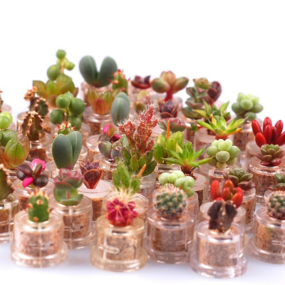 Lot de mini cactus et de mini plantes grasses que nous avons en stock