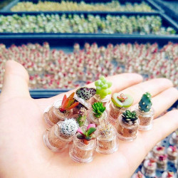 Lot de babyplantes cactus mini plantes grasses