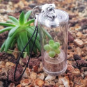 Lot babyplantes cactus porte clé cylindre - mini plante