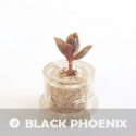 Babyplante mini cactus petite plante grasse succulente Black Phoenix
