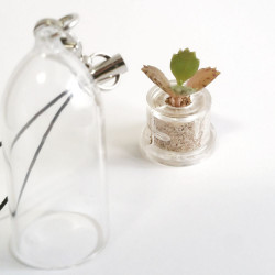Babyplante mini plante cactus succulente Black Phoenix capsule cloche ouverte