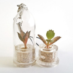 Babyplante mini plante cactus succulente Black Phoenix ou Kalanchoe Houghton's Hybrid