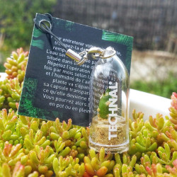 Goodies, porte clé, objet publicitaire écologique, cadeau nature, babyplantes mini plantes cactus personnalisées.