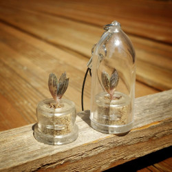 Babyplante mini plante cactus succulente Kalanchoe Houghton's Hybrid