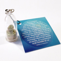 Babyplante personnalisée avec une cartonette carrée attachée au cordon du porte clé plante