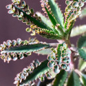 Kalanchoe Houghton's Hybrid succulente plante grasse rustique