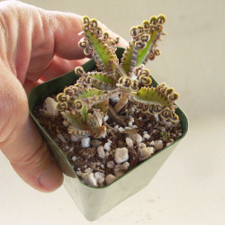 Kalanchoe Houghton's Hybrid plante grasse rustique