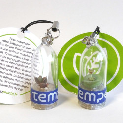 Babyplante personnalisation goodies original cadeau client entreprise porte clé publicitaire objet nature écologique