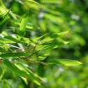 Bambou géant Moso Phyllostachys edulis, heterocycla, pubescens, graines, seeds, bambou d'hiver, plantation, chaume, feuilles