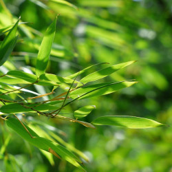edulis Phyllostachys Pubescens 30 Graines de Bambou Géant MOSO 