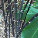 Phyllostachys nigra, bambou noir, famille poacées, originaire de Chine, seeds, graines, plantation