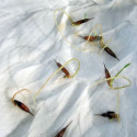 Phyllostachys nigra, bambou noir, famille poacées, originaire de Chine, seeds, graines, graines germées, pousses, germination