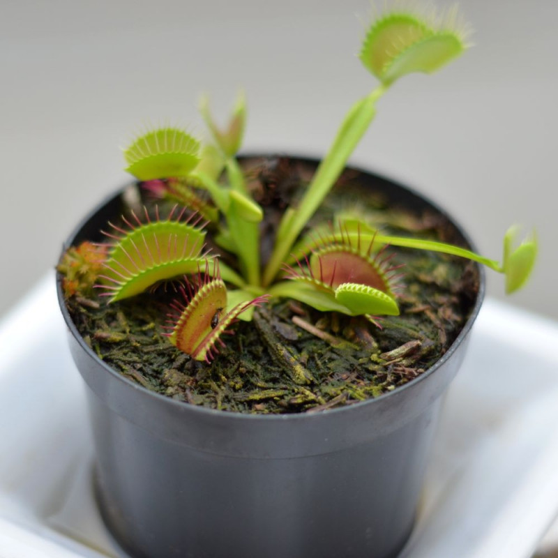 Achetez maintenant une plante d'intérieur Dionée attrape-mouches Dionaea  muscipula