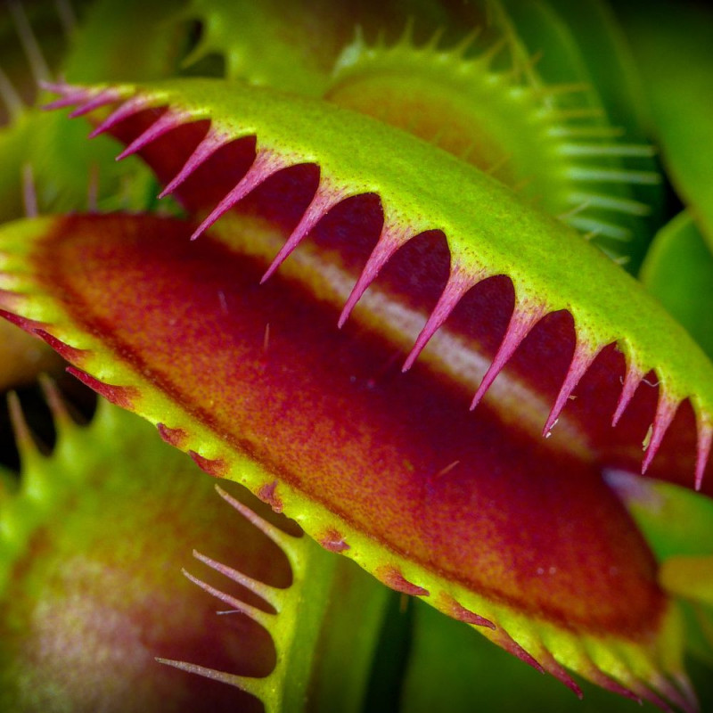 10 graines Dionaea muscipula, Dionée attrapemouche, Venus flytrap 10 graines Dionaea muscipula, Dionée attrapemouche, Venus flytrap