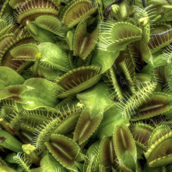 Dionée (Dionaea muscipula), plante carnivore : culture, entretien