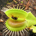 Dionaea muscipula Dionée plante carnivore attrape-mouche, gobe-mouche de Vénus, Venus flytrap