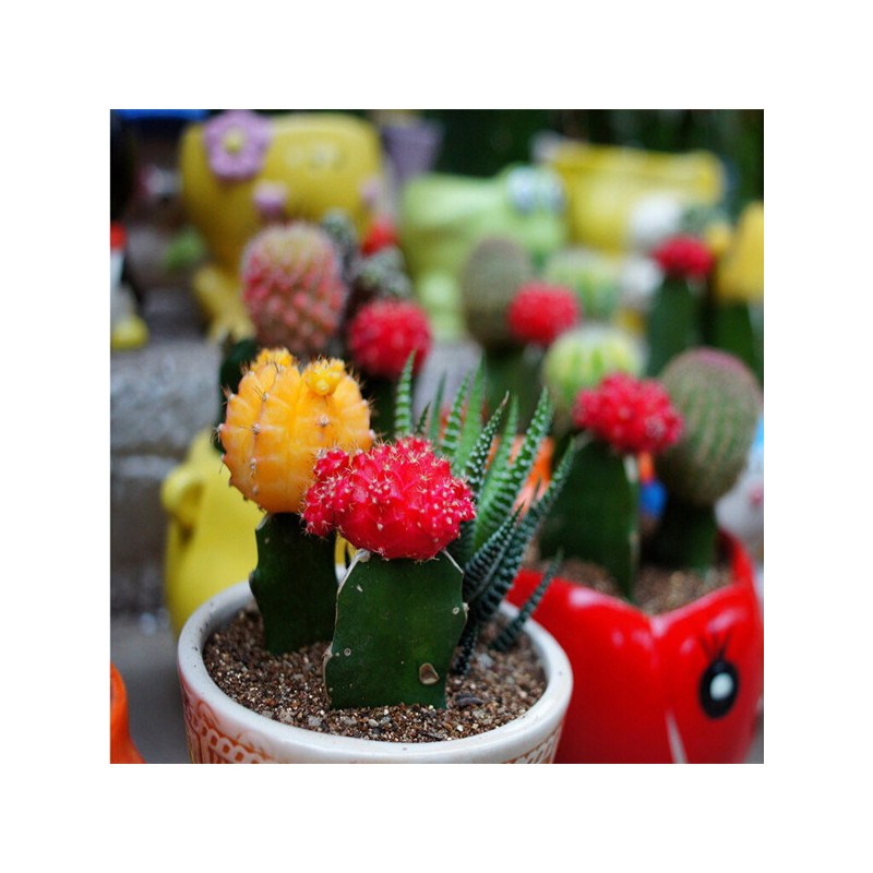 10 graines assortiment de cactus, plantes grasses, succulentes rares à cultiver en intérieur, en serre ou dans une rocaille 10 graines assortiment de cactus, plantes grasses, succulentes rares à cultiver en intérieur, en serre ou dans une rocaille