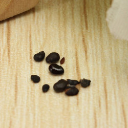 Graines de plantes succulentes cactus rares ou communes, faciles à cultiver en intérieur, en serre ou dans une rocaille