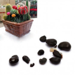 30 graines assortiment de cactus