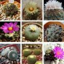 Cactus, plantes grasses, succulentes rares à cultiver en intérieur, en serre ou dans une rocaille