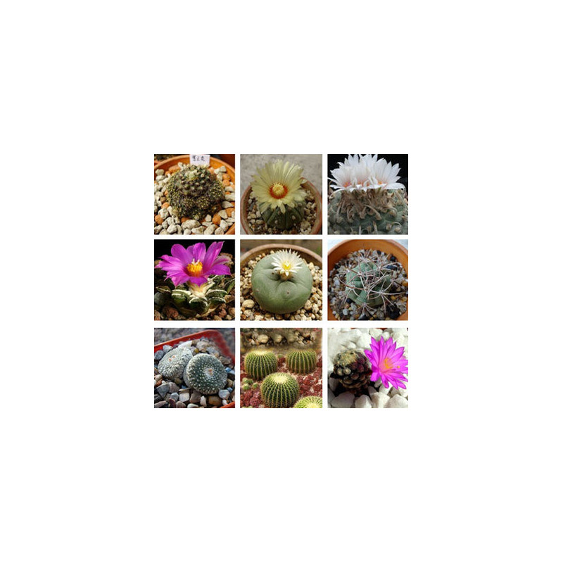 10 Graines Assortiment De Cactus Plantes Grasses Succulentes 8992