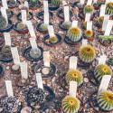 Cactus, plantes grasses, succulentes rares à cultiver en intérieur, en serre ou dans une rocaille