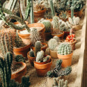 Cactus, plantes grasses, succulentes rares à cultiver en intérieur, en serre, en véranda, en pots ou dans une rocaille