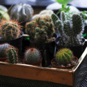 Cactus, plantes grasses, succulentes rares à cultiver en intérieur, en serre, en véranda, en pots ou dans une rocaille