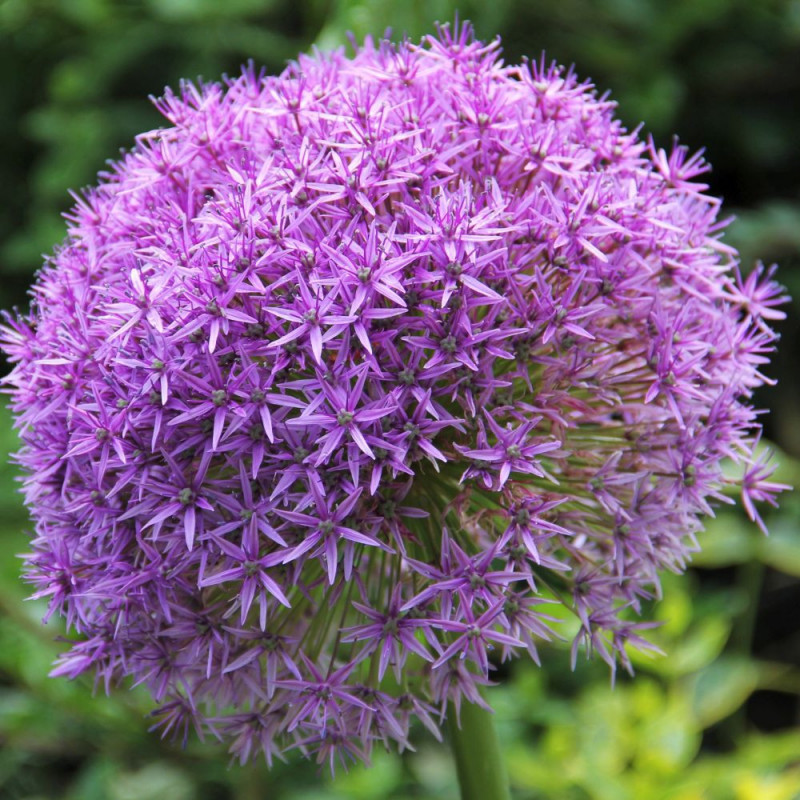 15 graines Allium Giganteum, Ail géant d'ornement 'Luk' 'Giant Onion' — free download