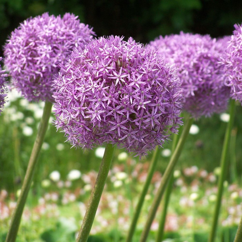 15 graines Allium Giganteum, Ail géant d'ornement 'Luk' 'Giant Onion' — free download