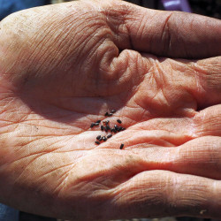 Graines de lavande, lavandula, lavender, culture, semis, plantation