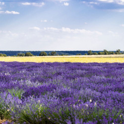 Lavande (lavandula) décore vos jardins, soigne par son huile essentielle, parfume par ses fleurs, et attire les abeilles