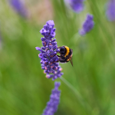 Graines De Lavande Officinale - Sachet De Semences Pour Jardin, Balcon, Aromatique Et Médicinale