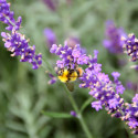 Lavande (lavandula) décore vos jardins, soigne par son huile essentielle, parfume par ses fleurs, et attire les abeilles