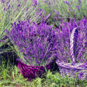 Lavande (lavandula) décore vos jardins, soigne par son huile essentielle, parfume par ses fleurs, et attire les abeilles
