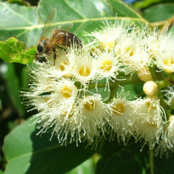 Eucalyptus deglupta, arbre arc en ciel, rainbow tree, fleurs, abeilles