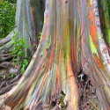 Eucalyptus deglupta, arbre arc en ciel, rainbow tree, tronc multicolore