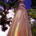 Eucalyptus deglupta, arbre arc en ciel, rainbow tree