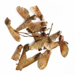 graines Erable rouge, Acer rubrum, red maple seeds