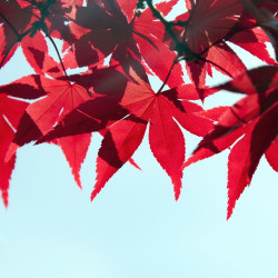 Erable rouge, Acer rubrum, red maple